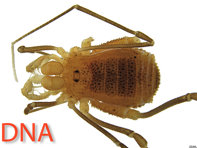 FP-11153 (DNA02)