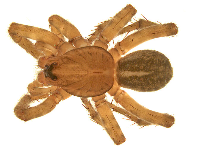 tristicula