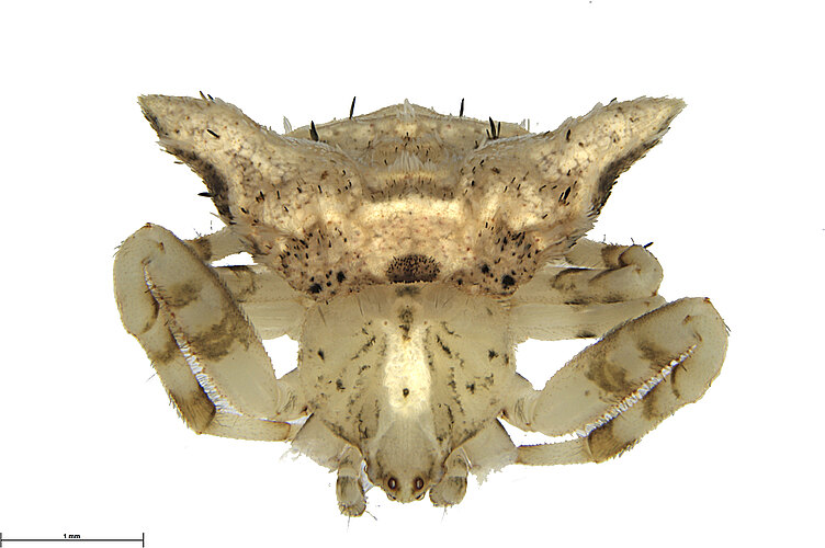 atkinsoni