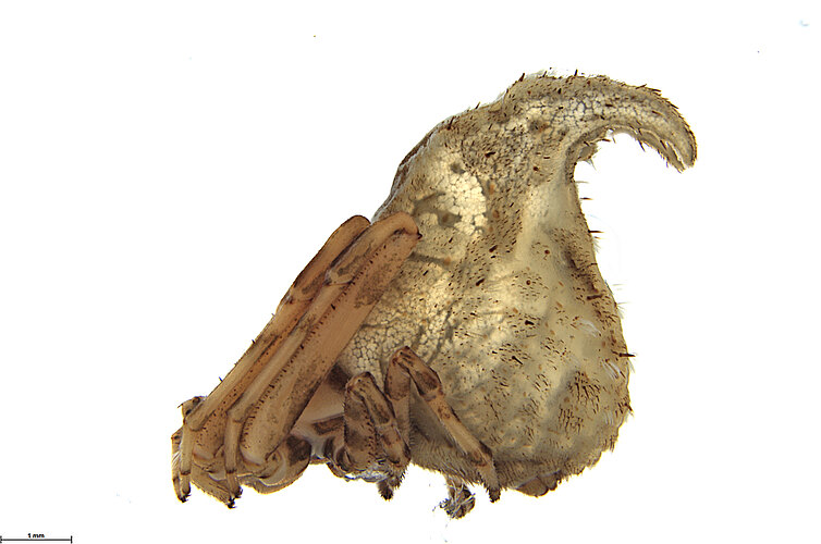 FP-14141