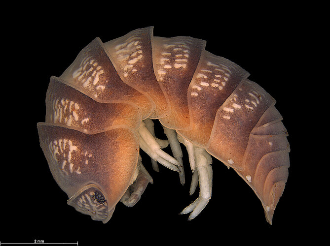 FP-13537