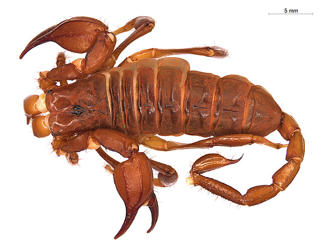 megamastigus