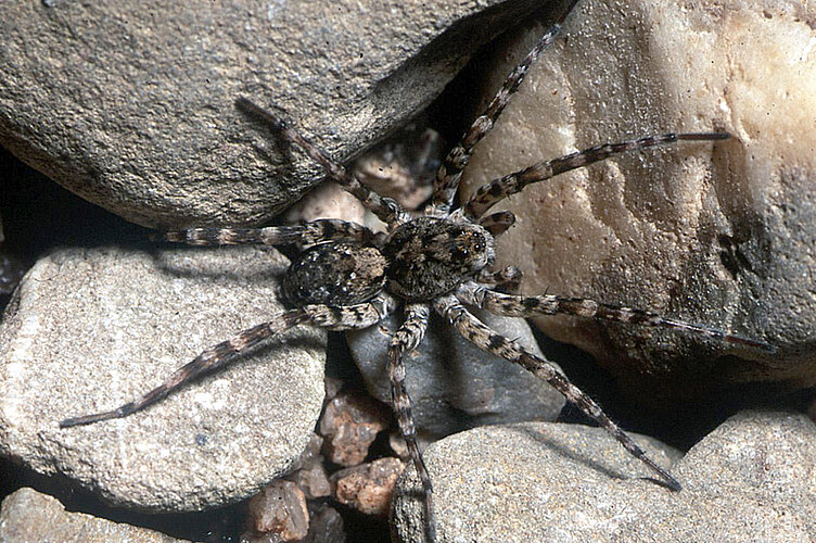 amnicola