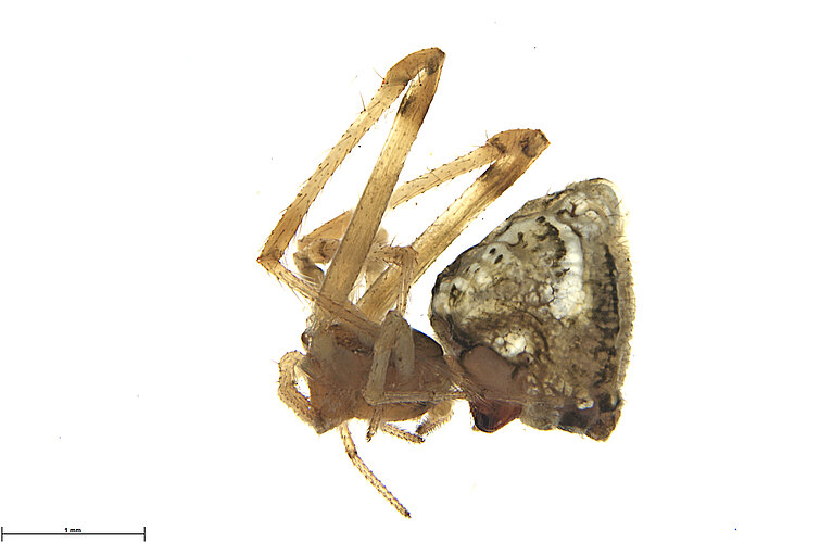 FP-14136