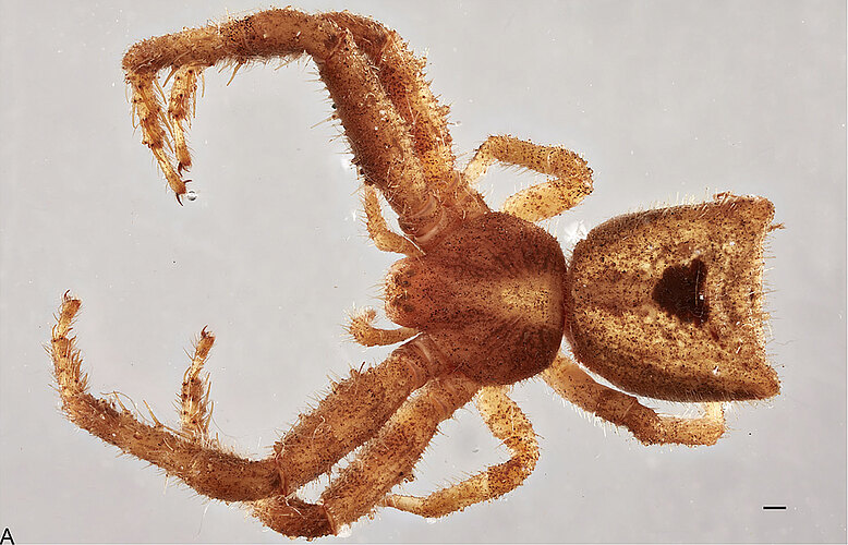 hirsuta
