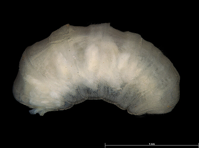FP-13541