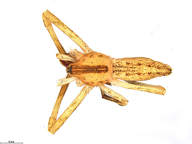 cambridgei