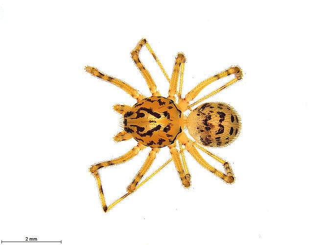 thoracica