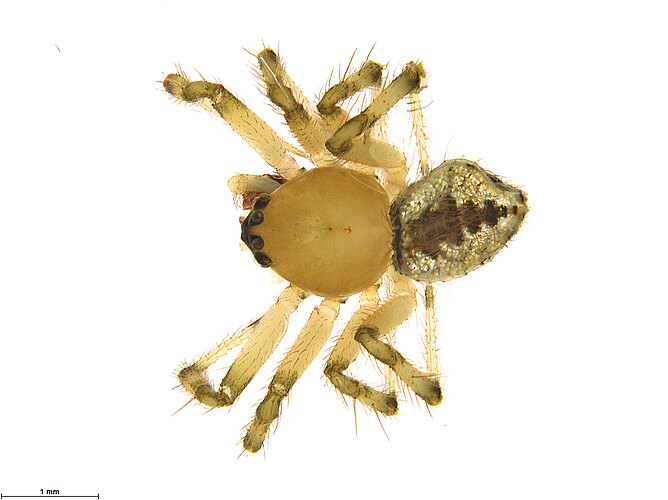 FP-11495