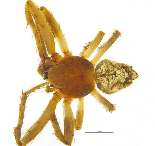valentinae