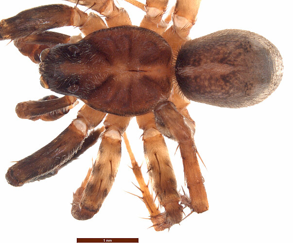 helensmithae