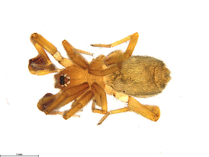 FP-13235