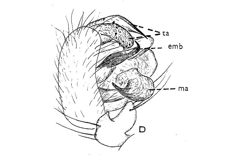 psittacinus