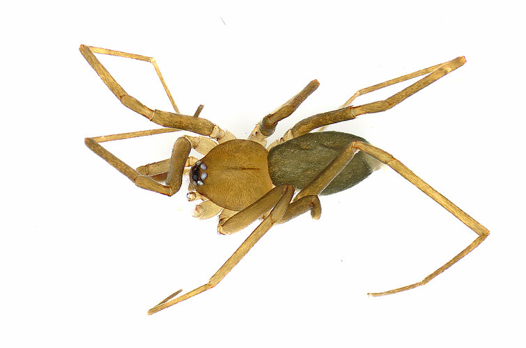 quadricauda