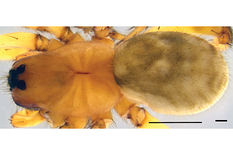 caudex