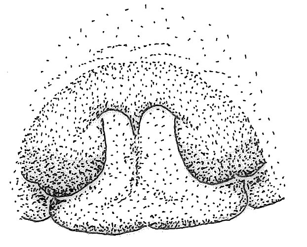 marginatus