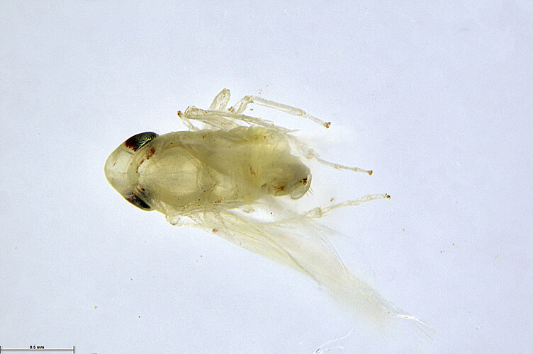 FP-886