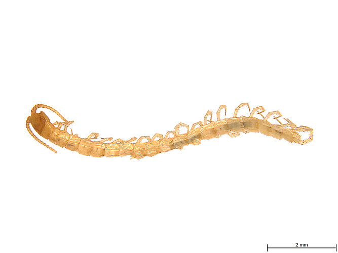 FP-14528
