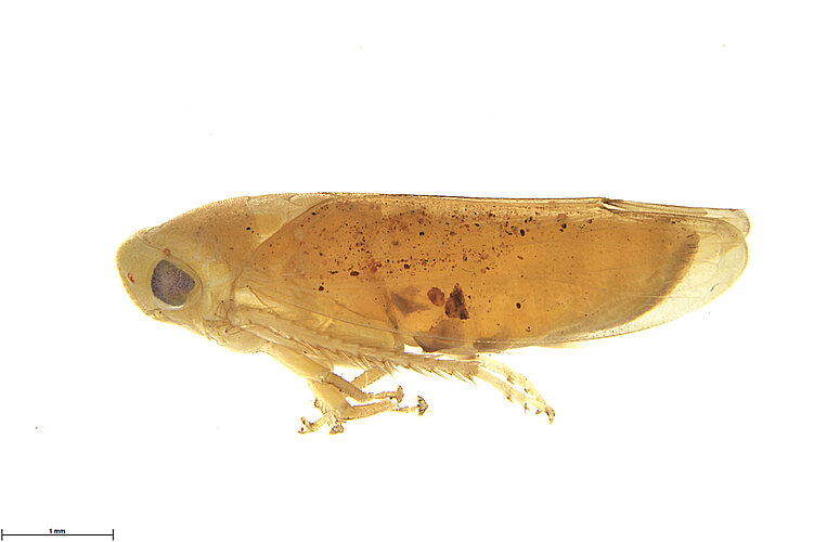 adventitiosus