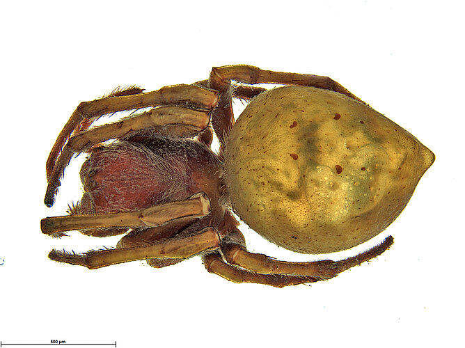 neneba