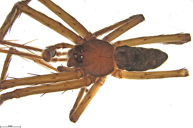 FP-13563