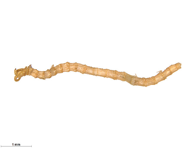 FP-13515