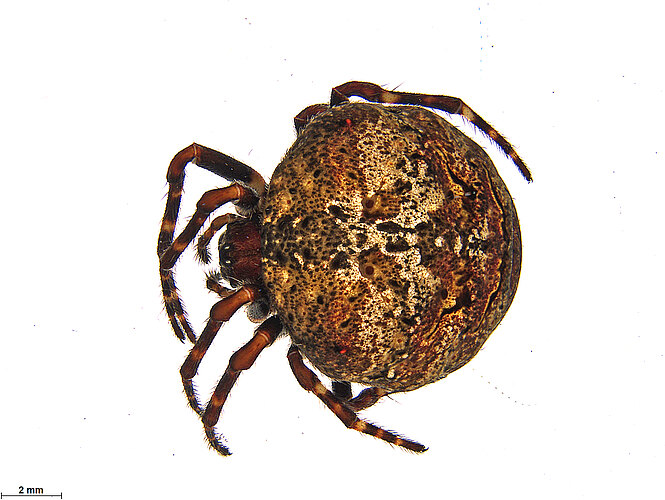FP-14207