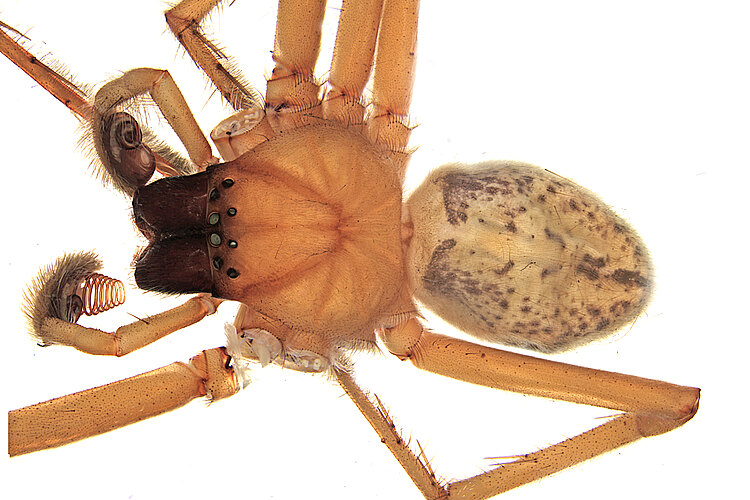 cancerides