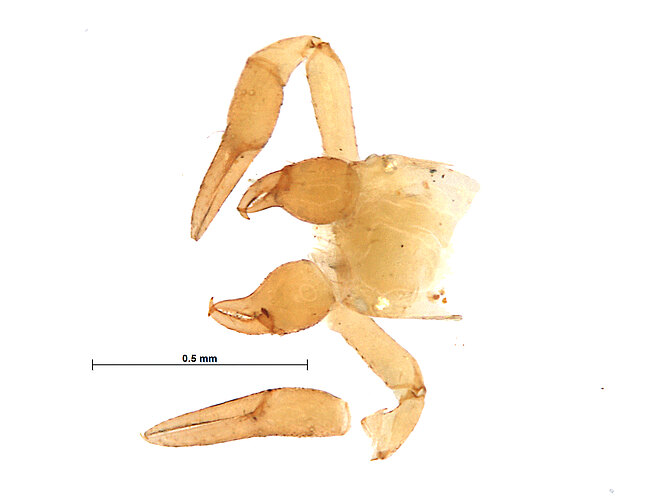 FP-11864