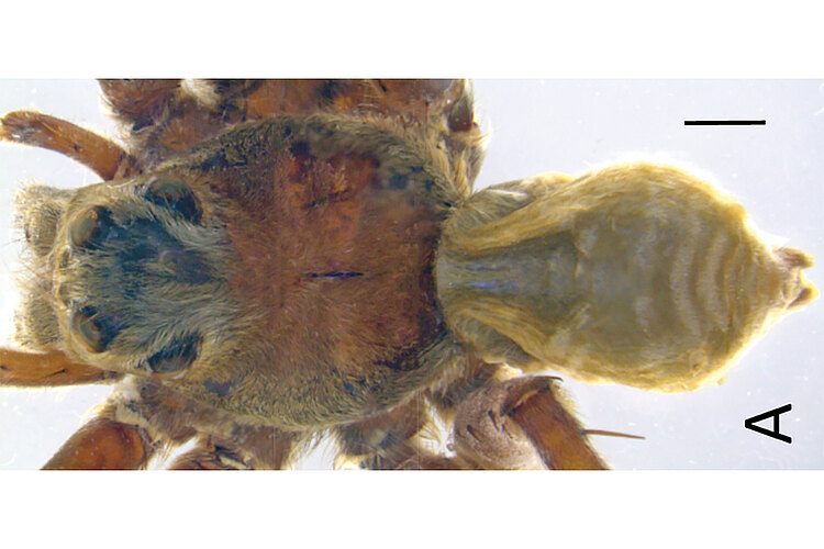 adarca