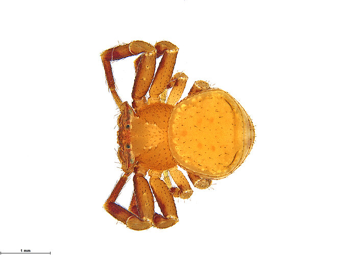 spectabilis