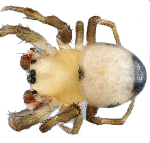 FP-11616