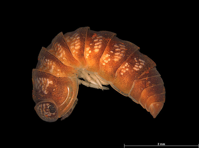 FP-14079