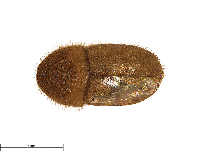 FP-13319