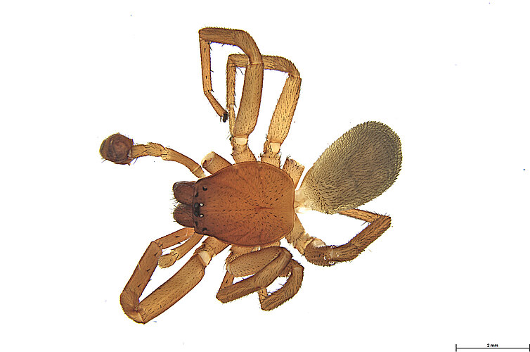 capensis