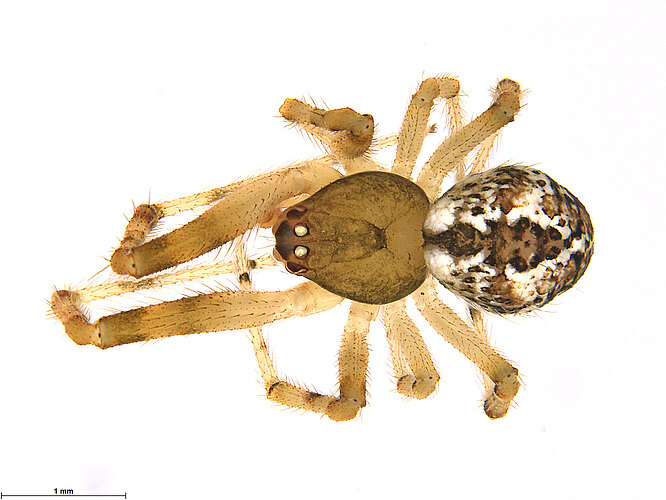 veruculata