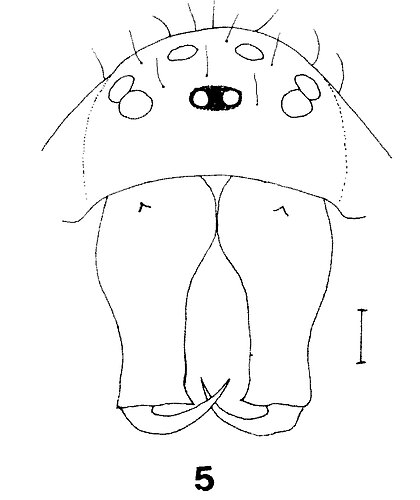 opaca