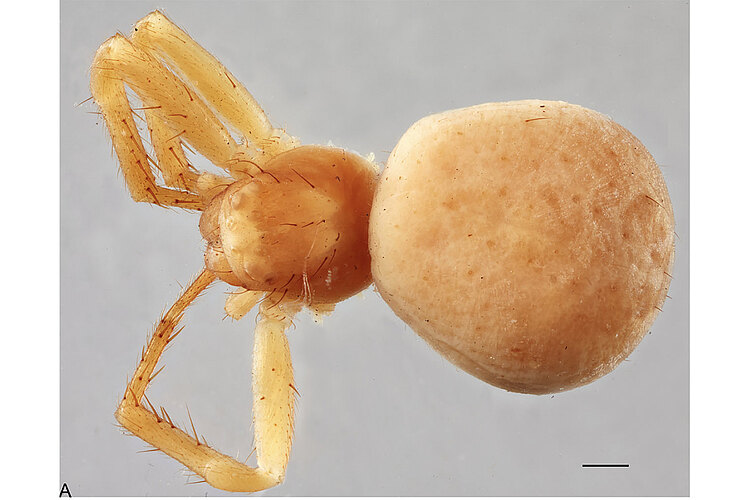 periscelis