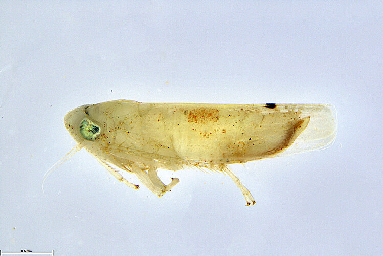 FP-885