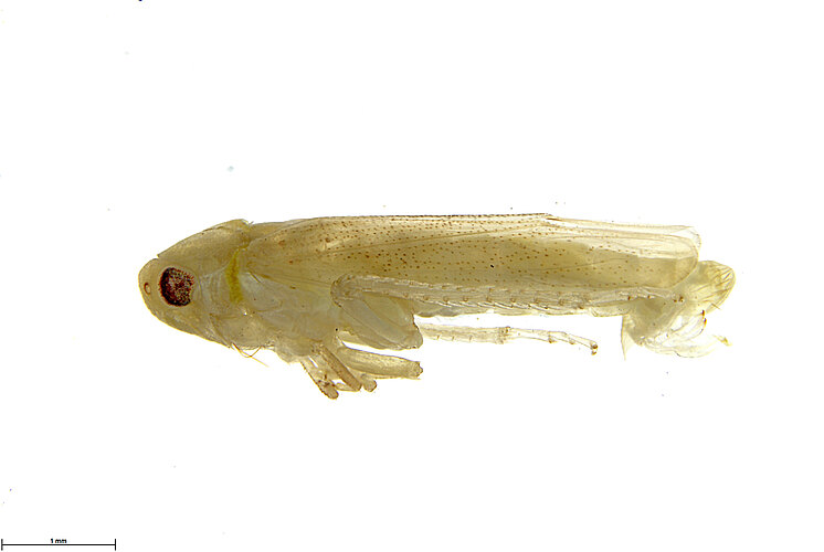 angustatus