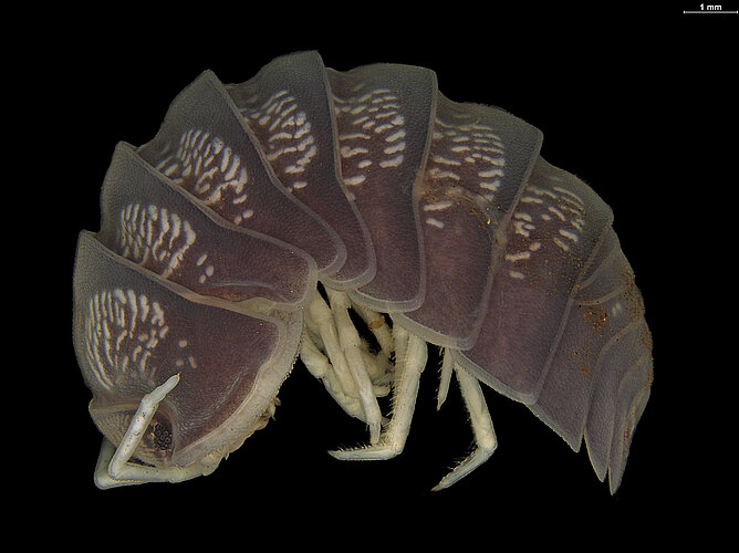 FP-13359