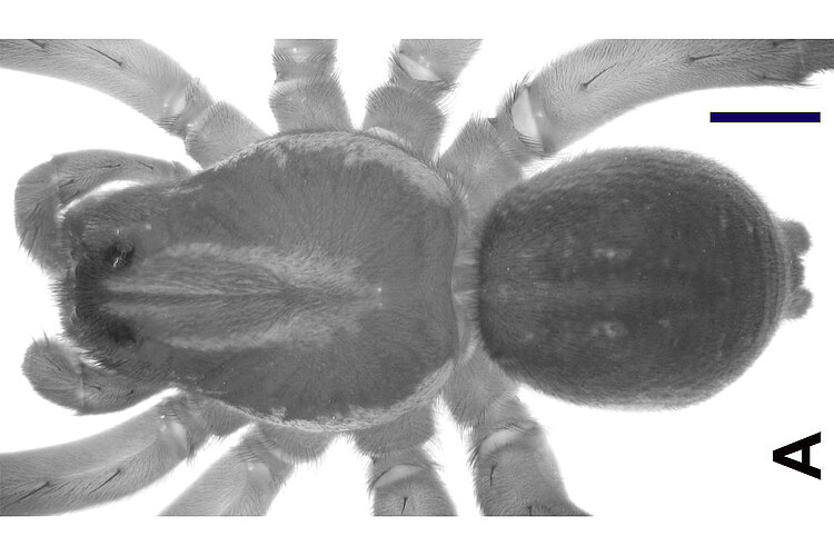 martensii