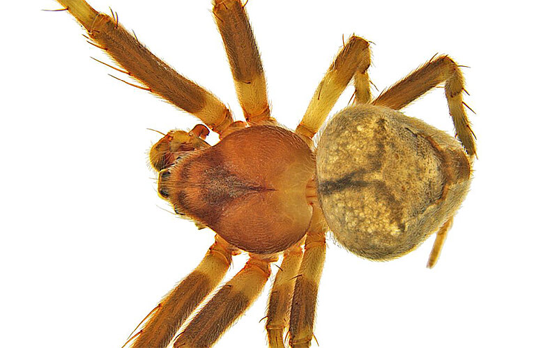 amblycyphus
