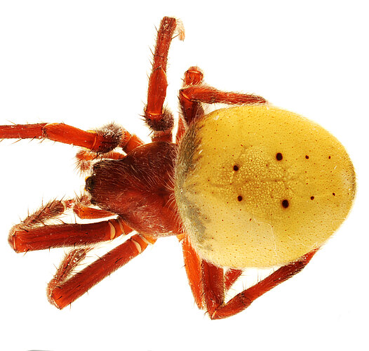 occidentalis