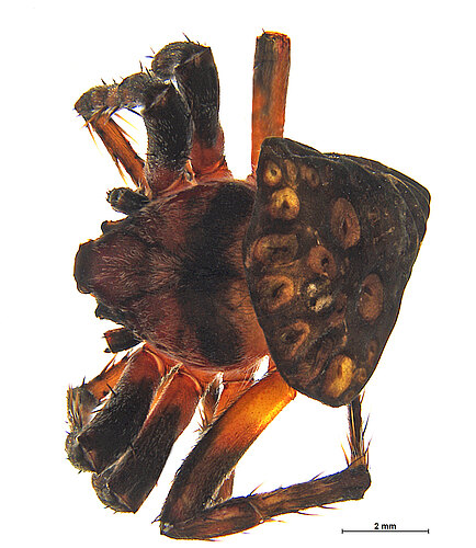 FP-12258