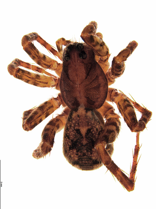 abscondita