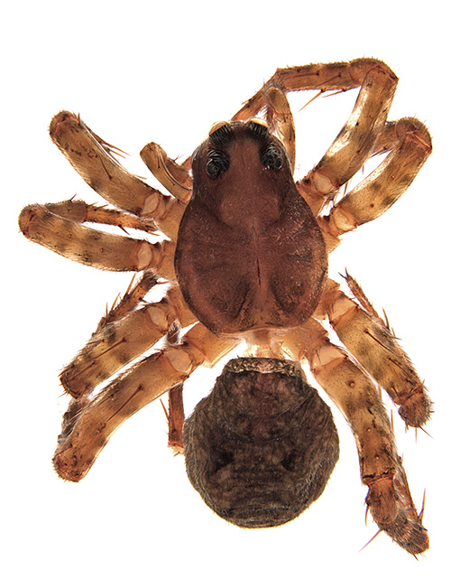 ancorata