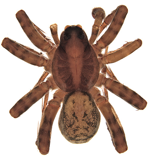 bicornuta