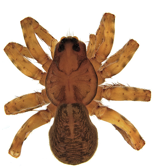 coclearia