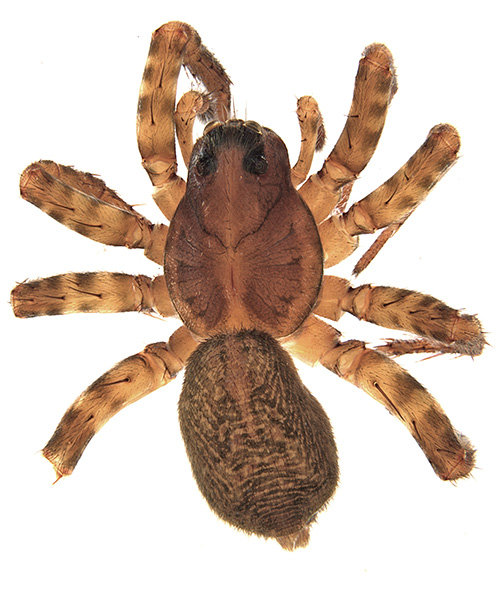 cucurbita